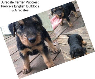 Airedale Terrier Puppies: Pierce\'s English Bulldogs & Airedales