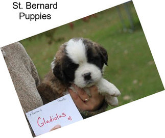 St. Bernard Puppies