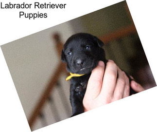 Labrador Retriever Puppies