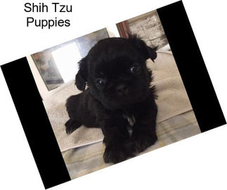 Shih Tzu Puppies