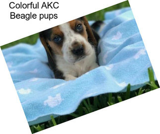 Colorful AKC Beagle pups