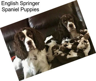 English Springer Spaniel Puppies