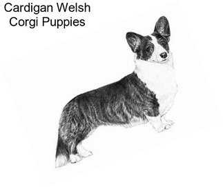 Cardigan Welsh Corgi Puppies