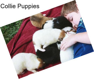 Collie Puppies