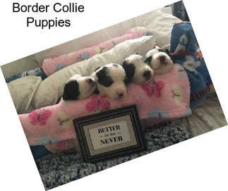 Border Collie Puppies