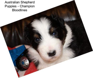 Australian Shepherd Puppies - Champion Bloodlines