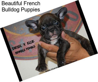 Beautiful French Bulldog Puppies