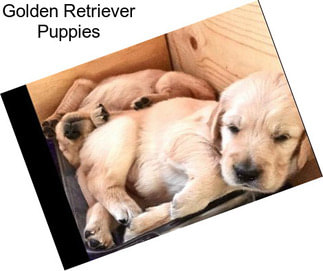 Golden Retriever Puppies