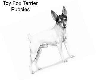 Toy Fox Terrier Puppies