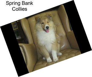 Spring Bank Collies