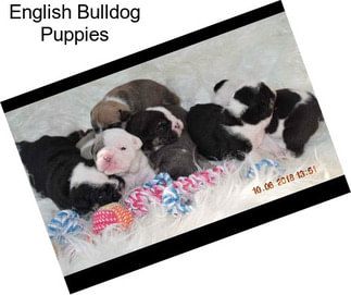 English Bulldog Puppies