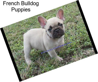 French Bulldog Puppies