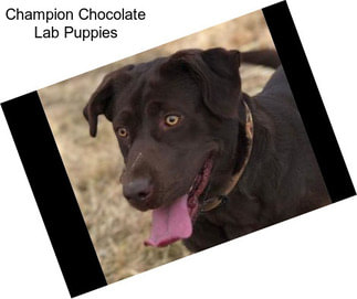 Champion Chocolate Lab Puppies