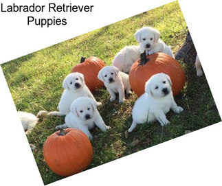 Labrador Retriever Puppies