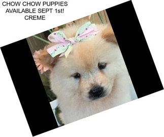 CHOW CHOW PUPPIES AVAILABLE SEPT 1st! CREME