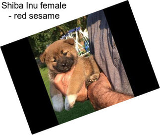 Shiba Inu female - red sesame