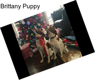 Brittany Puppy