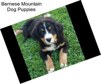 Bernese Mountain Dog Puppies