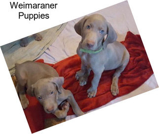 Weimaraner Puppies