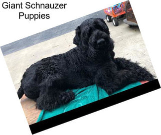 Giant Schnauzer Puppies