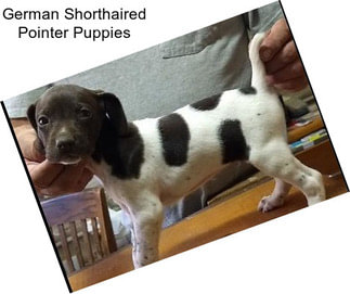 German Shorthaired Pointer Puppies