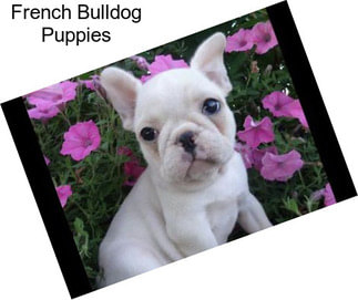 French Bulldog Puppies