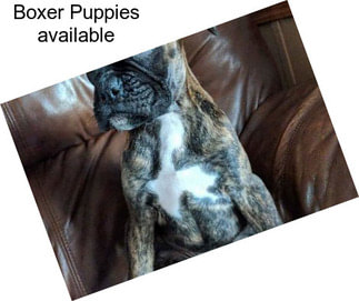 Boxer Puppies available