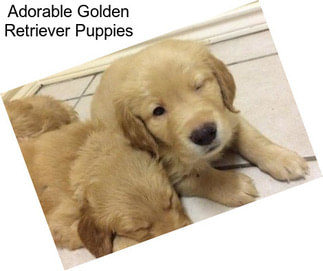 Adorable Golden Retriever Puppies