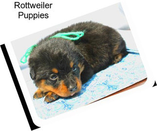 Rottweiler Puppies