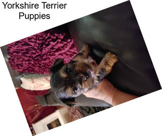 Yorkshire Terrier Puppies