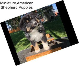 Miniature American Shepherd Puppies