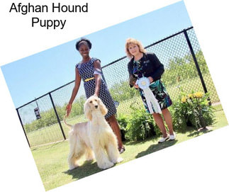 Afghan Hound Puppy