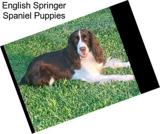 English Springer Spaniel Puppies