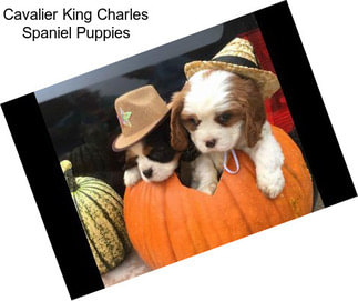 Cavalier King Charles Spaniel Puppies