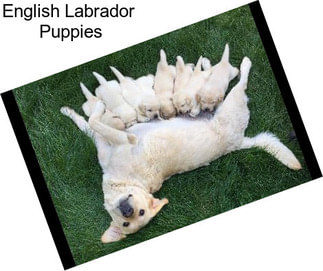 English Labrador  Puppies