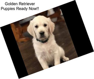 Golden Retriever Puppies Ready Now!!