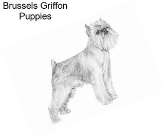 Brussels Griffon Puppies