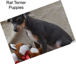 Rat Terrier Puppies