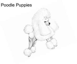 Poodle Puppies