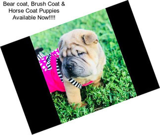 Bear coat, Brush Coat & Horse Coat Puppies Available Now!!!!