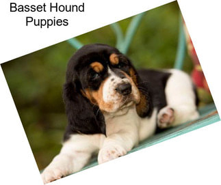 Basset Hound Puppies