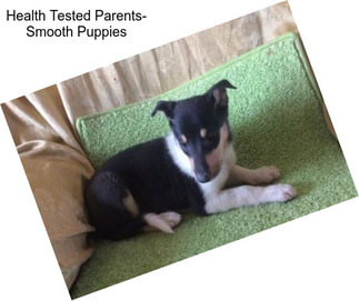 Health Tested Parents- Smooth Puppies