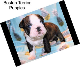 Boston Terrier Puppies