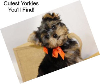 Cutest Yorkies You\'ll Find!