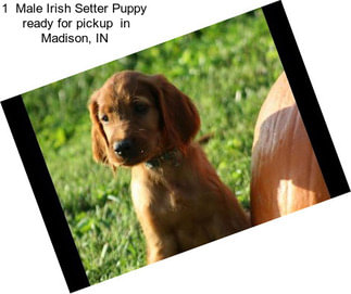 1  Male Irish Setter Puppy  ready for pickup  in Madison, IN