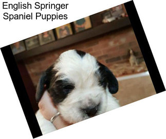 English Springer Spaniel Puppies