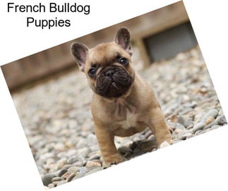 French Bulldog Puppies