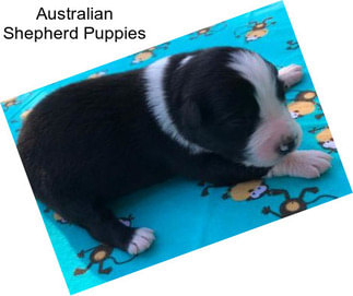 Australian Shepherd Puppies