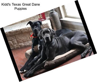 Kidd\'s Texas Great Dane Puppies