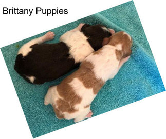 Brittany Puppies